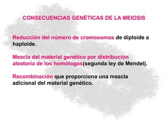 · CONSECUENCIAS GENÉTICAS DE LA MEIOSIS
Reducción del número de cromosomas de diploide a
haploide.
Mezcla del material genético por distribución
aleatoria de los homólogos(segunda ley de Mendel).
Recombinación que proporciona una mezcla
adicional del material genético.
 