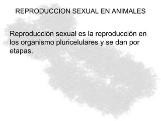 REPRODUCCION SEXUAL EN ANIMALES
Reproducción sexual es la reproducción en
los organismo pluricelulares y se dan por
etapas.
 