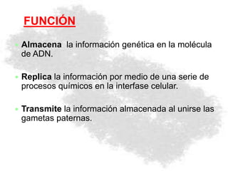  Almacena la información genética en la molécula
de ADN.
 Replica la información por medio de una serie de
procesos químicos en la interfase celular.
 Transmite la información almacenada al unirse las
gametas paternas.
FUNCIÓN
 