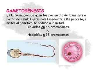 GAMETOGÉNESIS
Es la formación de gametos por medio de la meiosis a
partir de células germinales mediante este proceso, el
material genético se reduce a la mitad.
Diploides 2n 46 cromosomas
A
Haploides n 23 cromosomas
 