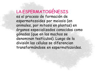 LA ESPERMATOGÉNESIS
es el proceso de formación de
espermatozoides por meiosis (en
animales, por mitosis en plantas) en
órganos especializados conocidos como
gónadas (que en los machos se
denominan testículos). Luego de la
división las células se diferencian
transformándose en espermatozoides.
 