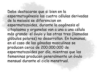 Debe destacarse que si bien en la
espermatogénesis las cuatro células derivadas
de la meiosis se diferencian en
espermatozoides, durante la oogénesis el
citoplasma y organelas van a una a una célula
más grande: el óvulo y las otras tres (llamadas
glóbulos polares) no desarrollan. En humanos,
en el caso de las gónadas masculinas se
producen cerca de 200.000.000 de
espermatozoides por día, mientras que las
femeninas producen generalmente un óvulo
mensual durante el ciclo menstrual.
 