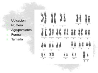 1. Ubicación
2. Número
3. Agrupamiento
4. Forma
5. Tamaño
 