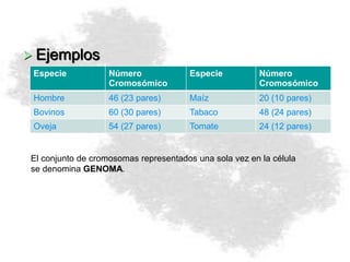  Ejemplos
Especie Número
Cromosómico
Especie Número
Cromosómico
Hombre 46 (23 pares) Maíz 20 (10 pares)
Bovinos 60 (30 pares) Tabaco 48 (24 pares)
Oveja 54 (27 pares) Tomate 24 (12 pares)
El conjunto de cromosomas representados una sola vez en la célula
se denomina GENOMA.
 
