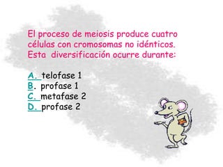 El proceso de meiosis produce cuatro
células con cromosomas no idénticos.
Esta diversificación ocurre durante:
A. telofase 1
B. profase 1
C. metafase 2
D. profase 2
 