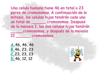 Una celula humana tiene 46 en total o 23
pares de cromosomas. A continuación de la
mitosis, las celulas hijas tendrán cada una
un total de ______ cromosomas. Despues
de la meiosis I, las dos celulas hijas tendrán
_____cromosomas, y después de la meiosis
II ______ cromosomas.
A.46, 46, 46
B.46, 23, 23
C.23, 23, 23
D.46, 12, 12
 