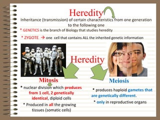 Heredity
Inheritance (transmission) of certain characteristics from one generation
                             to the following one
* GENETICS is the branch of Biology that studies heredity
* ZYGOTE  one cell that contains ALL the inherited genetic information




                            Heredity

          Mitosis                                  Meiosis
* nuclear division which produces
                                        * produces haploid gametes that
    from 1 cell, 2 genetically
                                        are genetically different.
      identical, diploid cells
                                         * only in reproductive organs
 * Produced in all the growing
      tissues (somatic cells)
 