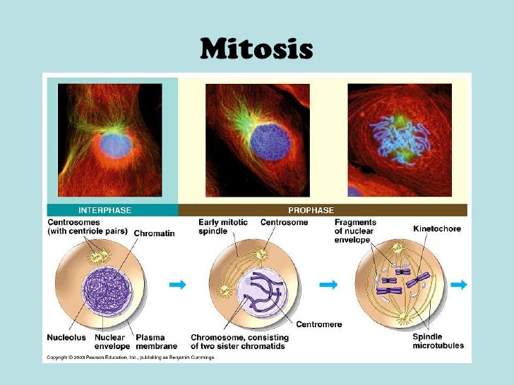 PPT – Mitosis and Meiosis PowerPoint presentation | free to download - id: 6c69a-OGFhM mitosis and meiosis powerpoint presentation