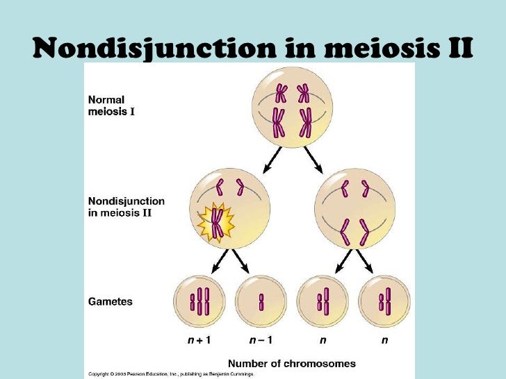 mitosis meiosis powerpoint ppsx meiosis powerpoint