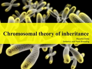 Chromosomal theory of inheritance
Bipasha Datta
Genetics and Plant Breeding
 