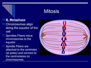 Mitosis
 B. Metaphase
 Chromosomes align
along the equator of the
cell
 Spindles Fibers move
chromosomes to the
equator.
 Spindle Fibers are
attached to the centrioles
(at poles) and connect to
the centromeres on
chromosomes.
 