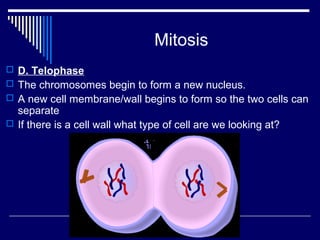 Mitosis
 D. Telophase
 The chromosomes begin to form a new nucleus.
 A new cell membrane/wall begins to form so the two cells can
separate
 If there is a cell wall what type of cell are we looking at?
 