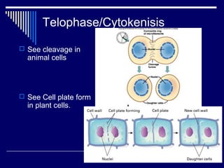 Telophase/Cytokenisis
 See cleavage in
animal cells
 See Cell plate form
in plant cells.
 