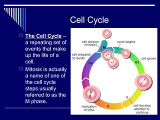 Cell Cycle
 The Cell Cycle –
a repeating set of
events that make
up the life of a
cell.
 Mitosis is actually
a name of one of
the cell cycle
steps usually
referred to as the
M phase.
 