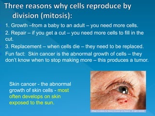 Skin cancer - the abnormal
growth of skin cells - most
often develops on skin
exposed to the sun.
 1. Growth –from a baby to an adult – you need more cells.
 2. Repair – if you get a cut – you need more cells to fill in the
cut.
 3. Replacement – when cells die – they need to be replaced.
 Fun fact: Skin cancer is the abnormal growth of cells – they
don’t know when to stop making more – this produces a tumor.
 
