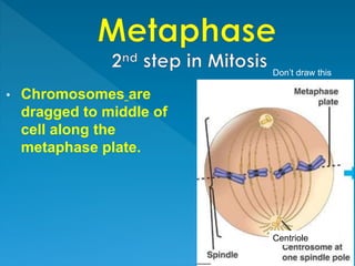 • Chromosomes are
dragged to middle of
cell along the
metaphase plate.
Centriole
Don’t draw this
 