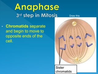 • Chromatids separate
and begin to move to
opposite ends of the
cell.
Sister
chromatids
Draw this
 