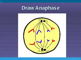 Mitosis notes presentation | PPT