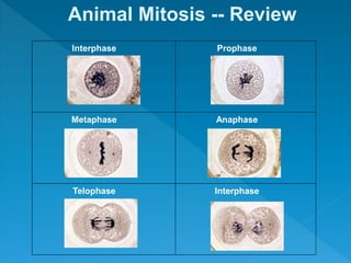 Animal Mitosis -- Review
Interphase Prophase
Metaphase Anaphase
Telophase Interphase
 