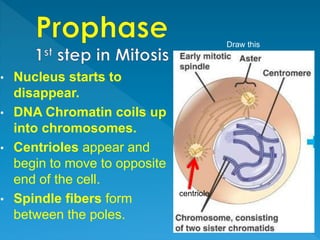 • Nucleus starts to
disappear.
• DNA Chromatin coils up
into chromosomes.
• Centrioles appear and
begin to move to opposite
end of the cell.
• Spindle fibers form
between the poles.
centriole
Draw this
 