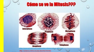 Cómo se ve la Mitosis???
Interphase
Prophase Metaphase
Anaphase
Telophase
http://www.sci.sdsu.edu/multimedia/mitosis/mitosis_gif2.html
http://science.nhmccd.edu/biol/bio1int.htm
 