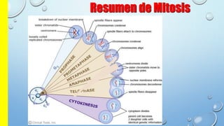 Resumen de Mitosis
 