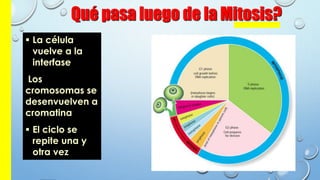 Qué pasa luego de la Mitosis?
 La célula
vuelve a la
interfase
Los
cromosomas se
desenvuelven a
cromatina
 El ciclo se
repite una y
otra vez
 