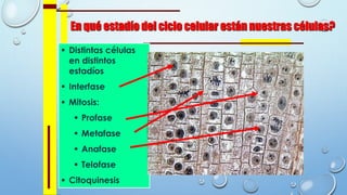 En qué estadío del ciclo celular están nuestras células?
 Distintas células
en distintos
estadíos
 Interfase
 Mitosis:
 Profase
 Metafase
 Anafase
 Telofase
 Citoquinesis
 