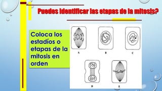 Puedes identificar las etapas de la mitosis?
Coloca los
estadíos o
etapas de la
mitosis en
orden
 