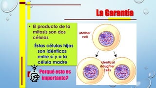 La Garantía
 El producto de la
mitosis son dos
células
Éstas células hijas
son idénticas
entre sí y a la
célula madre
Mother
cell
Identical
daughter
cells
Porqué esto es
importante?
 