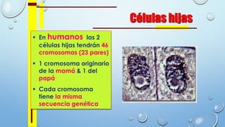 Células hijas
 En humanos, las 2
células hijas tendrán 46
cromosomas (23 pares)
 1 cromosoma originario
de la mamá & 1 del
papá
 Cada cromosoma
tiene la misma
secuencia genética
Identical
daughter
cells
 