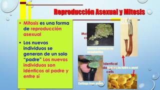 Reproducción Asexual y Mitosis
 Mitosis es una forma
de reproducción
asexual
 Los nuevos
individuos se
generan de un solo
“padre” Los nuevos
individuos son
idénticos al padre y
entre sí
Mother
cell
Identical
daughter
cells
Runners produces by
strawberries
Cuttings from plants
Budding by hydra & yeast
 