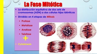 La Fase Mitótica
 La distribución equitativa de dos sets de
cromosomas (ADN) a dos células hijas idénticas
 Dividido en 4 etapas de Mitosis:
 Profase
 Metafase
 Anafase
 Telofase
 Cytokinesis
 
