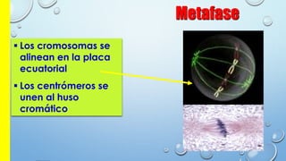 Metafase
 Los cromosomas se
alinean en la placa
ecuatorial
 Los centrómeros se
unen al huso
cromático
 