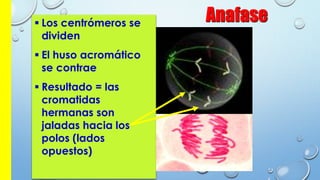 Anafase Los centrómeros se
dividen
 El huso acromático
se contrae
 Resultado = las
cromatidas
hermanas son
jaladas hacia los
polos (lados
opuestos)
 