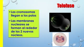 Telofase
 Los cromosomas
llegan a los polos
 Las membranas
nucleares se
forman al rededor
de los 2 nuevos
núcleos.
 
