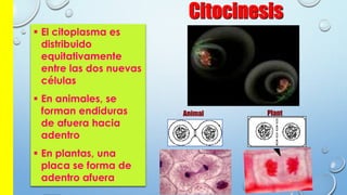 Citocinesis
 El citoplasma es
distribuido
equitativamente
entre las dos nuevas
células
 En animales, se
forman endiduras
de afuera hacia
adentro
 En plantas, una
placa se forma de
adentro afuera
PlantAnimal
 