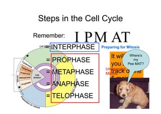 Steps in the Cell Cycle
Remember:
           I PM AT
   = INTERPHASE   Preparing for Mitosis

                       It will help
                                Where’s
   = PROPHASE                     my
                       you keepMAT?
                               Pee
                    Undergoing
   = METAPHASE         track of the
                    Mitosis
                       5 main
   = ANAPHASE          phases of
                       a cell’s life
   = TELOPHASE
 
