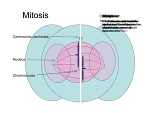 Mitosis             Cytokinesis:
                             Telophase:
                            Anaphase:
                           Metaphase:
                           Prophase:
                            Interphase:
                          The Thechomatids split the DNA
                           The nuclear into and reachcells
                               cellCell grows two into new
                                    chromosomes new near
                                    splits envelope up the
                            Thechromosomes linedisapears
                           and middle of nuclei begin to form,
                            chromosomes, and the new
                              poles, new the migrate to
                           the the centriolescellprepares to
                            replicates. The cell
                           (equatorial plane)the split.
                           opposite poles migratecell
                            chromosome of and to
                            divide. prepares to spindle
                              the cell
                           fibres attach to them .
                            opposite poles

Centrosome (centrioles)




Nucleus



Chromosomes
 