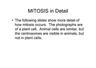 MITOSIS in Detail
• The following slides show more detail of
  how mitosis occurs. The photographs are
  of a plant cell. Animal cells are similar, but
  the centrosomes are visible in animals, but
  not in plant cells.
 