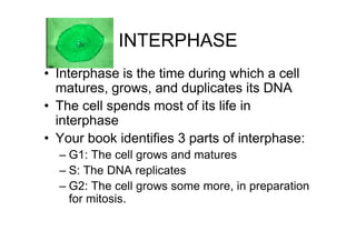 INTERPHASE
• Interphase is the time during which a cell
  matures, grows, and duplicates its DNA
• The cell spends most of its life in
  interphase
• Your book identifies 3 parts of interphase:
  – G1: The cell grows and matures
  – S: The DNA replicates
  – G2: The cell grows some more, in preparation
    for mitosis.
 