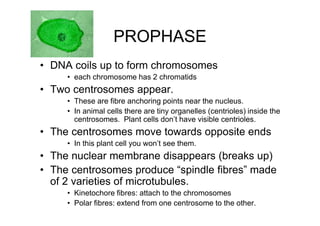 PROPHASE
• DNA coils up to form chromosomes
     • each chromosome has 2 chromatids
• Two centrosomes appear.
     • These are fibre anchoring points near the nucleus.
     • In animal cells there are tiny organelles (centrioles) inside the
       centrosomes. Plant cells don’t have visible centrioles.
• The centrosomes move towards opposite ends
     • In this plant cell you won’t see them.
• The nuclear membrane disappears (breaks up)
• The centrosomes produce “spindle fibres” made
  of 2 varieties of microtubules.
     • Kinetochore fibres: attach to the chromosomes
     • Polar fibres: extend from one centrosome to the other.
 