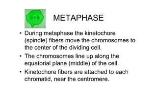 METAPHASE
• During metaphase the kinetochore
  (spindle) fibers move the chromosomes to
  the center of the dividing cell.
• The chromosomes line up along the
  equatorial plane (middle) of the cell.
• Kinetochore fibers are attached to each
  chromatid, near the centromere.
 