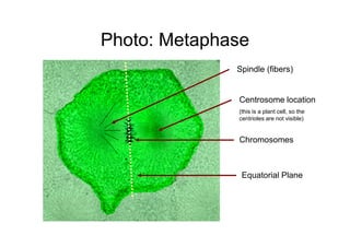 Photo: Metaphase
              Spindle (fibers)


              Centrosome location
              (this is a plant cell, so the
              centrioles are not visible)


              Chromosomes



               Equatorial Plane
 