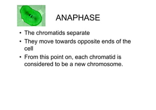 ANAPHASE
• The chromatids separate
• They move towards opposite ends of the
  cell
• From this point on, each chromatid is
  considered to be a new chromosome.
 