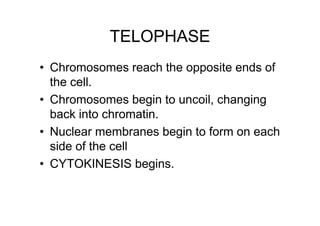 TELOPHASE
• Chromosomes reach the opposite ends of
  the cell.
• Chromosomes begin to uncoil, changing
  back into chromatin.
• Nuclear membranes begin to form on each
  side of the cell
• CYTOKINESIS begins.
 