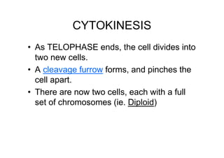 CYTOKINESIS
• As TELOPHASE ends, the cell divides into
  two new cells.
• A cleavage furrow forms, and pinches the
  cell apart.
• There are now two cells, each with a full
  set of chromosomes (ie. Diploid)
 