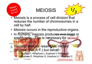 MEIOSIS                            1/
                                                              2
• Meiosis is a process of cell division that
  reduces the number of chromosomes in a
  cell by half.
• Meiosis occurs in the reproductive organs.
• In humans, meiosis produces ova (egg) or
  sperm cells. This is necessary for sexual
  reproduction.
• Visually, meiosis resembles mitosis
                           M                M

  (phases: P.M.A.T.) but twice!
     • Prophase I, Metaphase I, Anaphase I, Telophase I
     • Prophase II, Metaphase II, Anaphase II, Telophase II
 