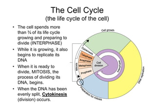 The Cell Cycle
                 (the life cycle of the cell)
• The cell spends more
  than ¾ of its life cycle
  growing and preparing to
  divide (INTERPHASE)
• While it is growing, it also
  begins to replicate its
  DNA
• When it is ready to
  divide, MITOSIS, the
  process of dividing its
  DNA, begins.
• When the DNA has been
  evenly split, Cytokinesis
  (division) occurs.
 