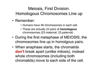 Meiosis, First Division.
  Homologous Chromosomes Line up
• Remember:
     • Humans have 46 chromosomes in each cell.
     • These are actually 23 pairs of homologous
       chromosomes (23 maternal, 23 paternal)
• During the first metaphase of MEIOSIS, the
  chromosomes line up in homolgous pairs.
• When anaphase starts, the chromatids
  don’t break apart (unlike mitosis), instead
  whole chromosomes (including both
  chromatids) move to each side of the cell.
 